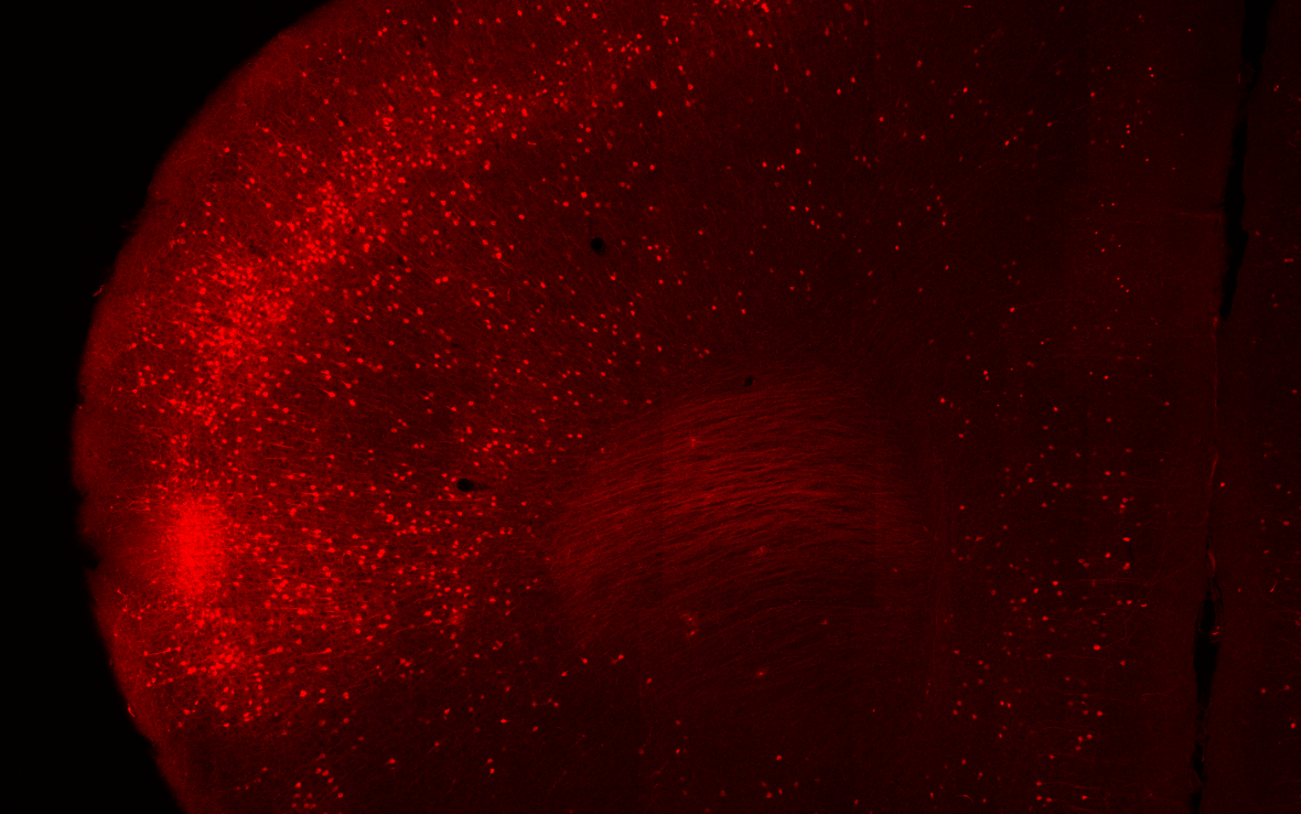 Cortical projection neurons labeled with red fluorophore