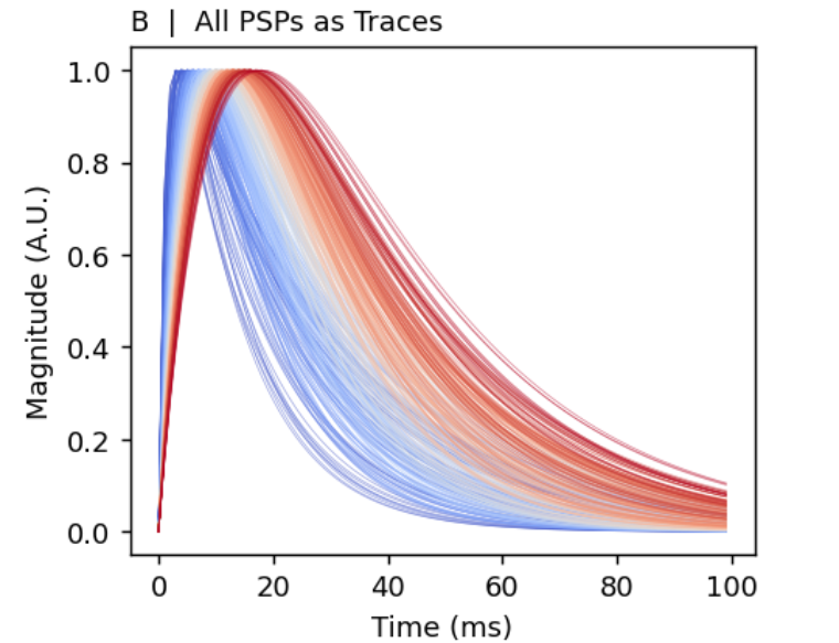 Modeled PSP kernels — magnitude over time across axon-contact pairs