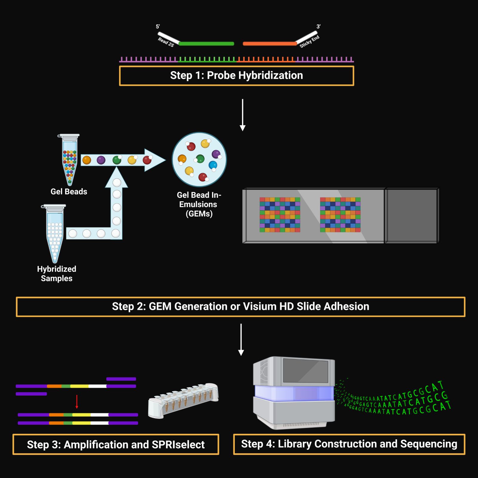 Single-cell (Chromium X Fixed RNA Profiling) and spatial (Visium HD) transcriptomics library preparation workflows, from probe hybridization through GEM generation or slide adhesion, amplification, and library construction and sequencing.
