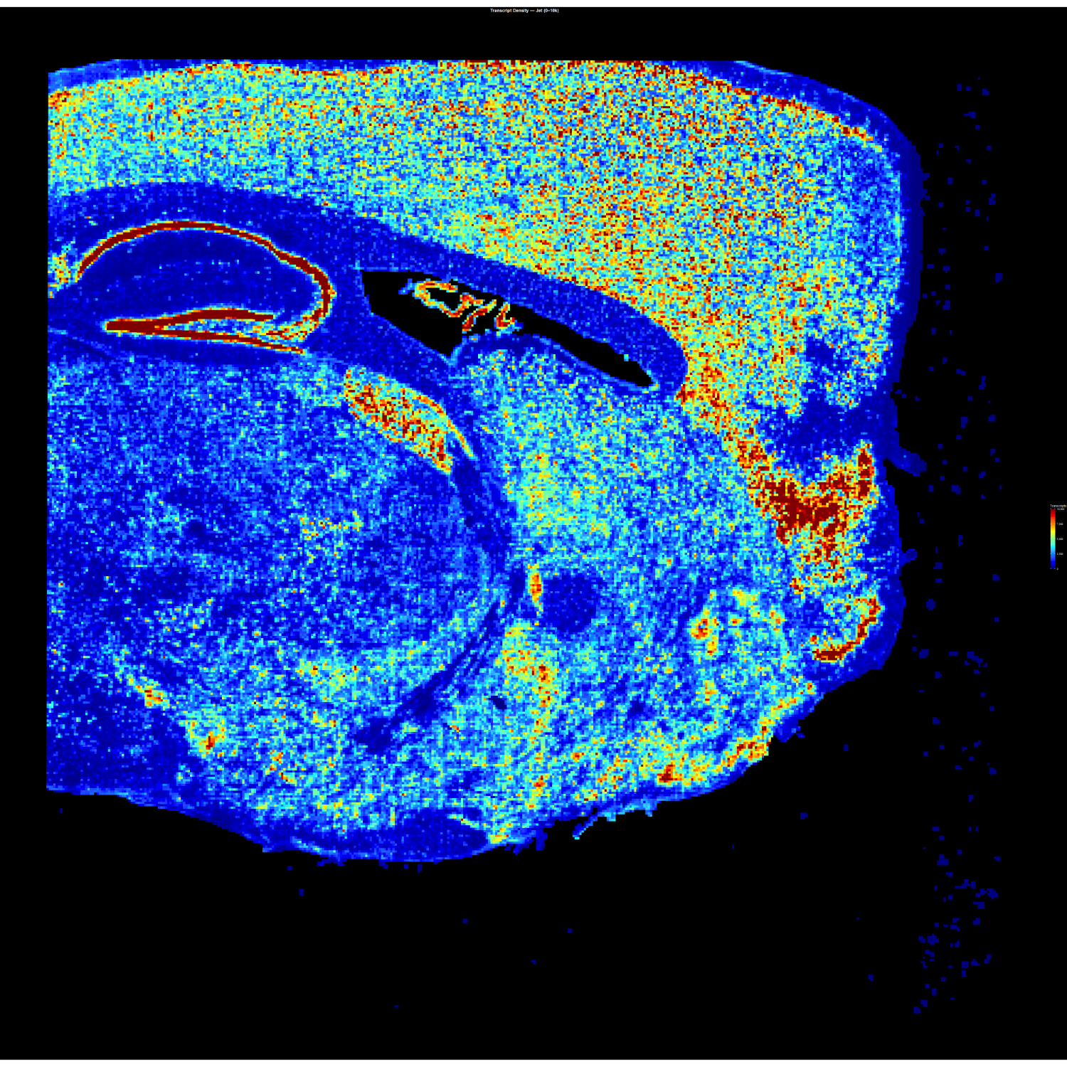 Transcript density map of a Visium HD tissue section; warm colors indicate higher transcript abundance, cooler colors lower expression.