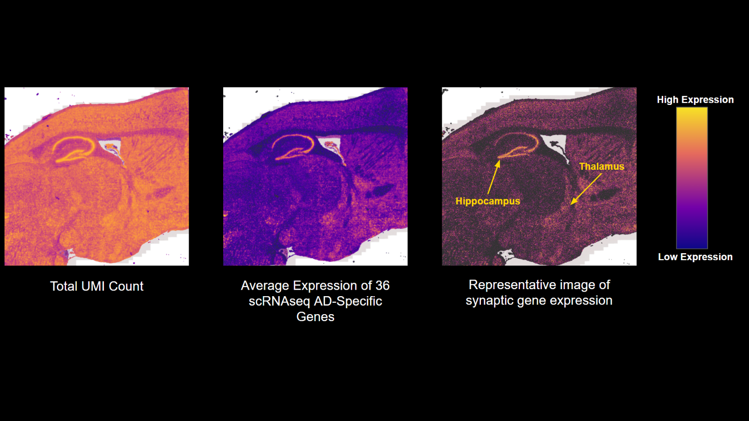 Spatial gene expression maps of a sagittal mouse brain section: total UMI counts, average scRNAseq-derived gene expression, and spatially resolved synaptic gene expression across memory-associated regions including hippocampus and thalamus.
